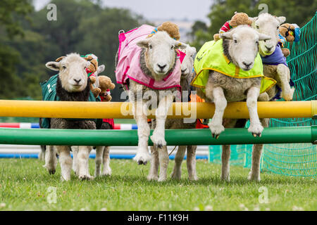 Rockingham Castle, Northamptonshire, UK. 13. August 2015. 11. Kennel Club International 4 Tag Hund Agility Festival, Heardwick Stockfoto