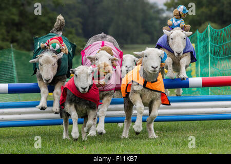 Rockingham Castle, Northamptonshire, UK. 13. August 2015. 11. Kennel Club International 4 Tag Hund Agility Festival, Heardwick Stockfoto