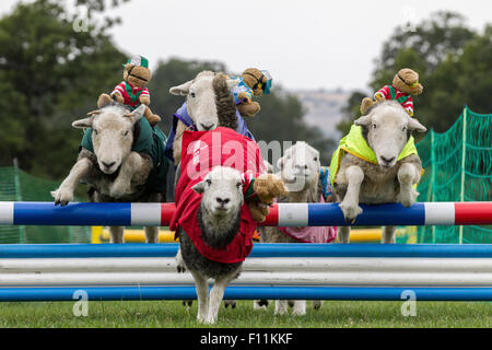 Rockingham Castle, Northamptonshire, UK. 13. August 2015. 11. Kennel Club International 4 Tag Hund Agility Festival, Heardwick Stockfoto