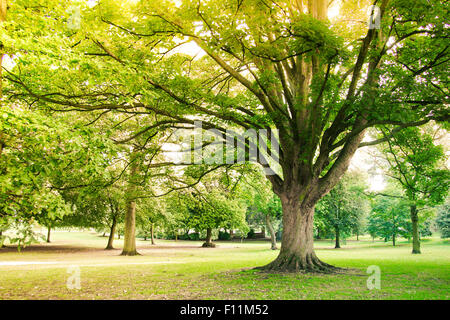 Alten Bergahorn Acer Pseudoplatarus (Aceraceae) in Abington Park, Northampton, Großbritannien Stockfoto