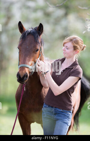 American Quarter Horse Frau weglegen Halfter Yooung Pferd Sequenz 5 5 Stockfoto