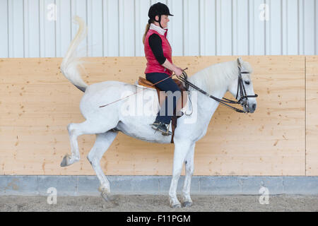 Deutsches Reitpony. Graues Pony, das Widerstand gegen seinen Reiter zeigt Stockfoto