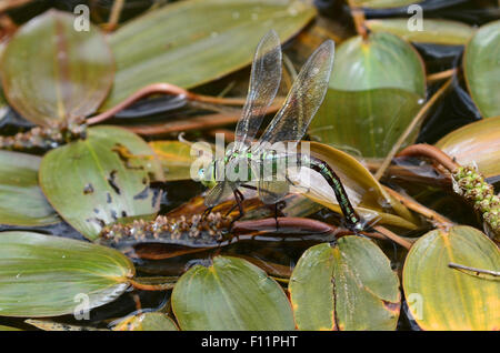 Frau Kaiser Libelle Eiablage UK Stockfoto