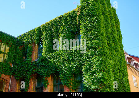 Grüne Wand im Außenbereich der alten Gebäude Stockfoto