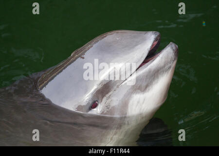 Gemeinsame Schweinswal (Phocoena Phocoena) Blick vom Meer Stockfoto