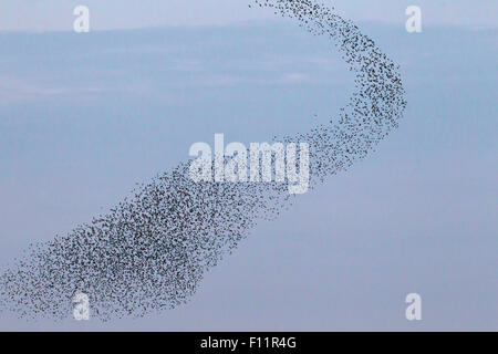 Europäischen Star (Sturnus Vulgaris), strömen Flug Stockfoto