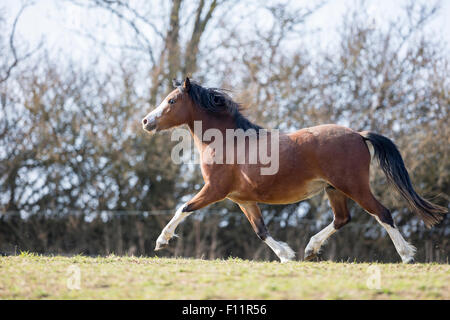 Welsh Mountain Pony Bay Erwachsenen Weide traben Stockfoto