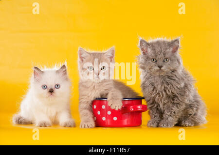 Hauskatze drei Kätzchen (Selkirk Rex und Britisch Kurzhaar) sitzen neben roten Kochen Topf weiße Tupfen Studio Bild ein Stockfoto