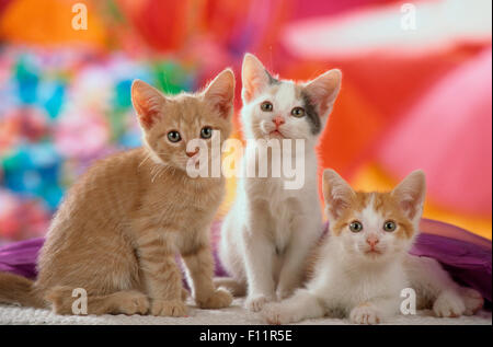 Hauskatze. Drei Kätzchen vor bunten Hintergrund Stockfoto