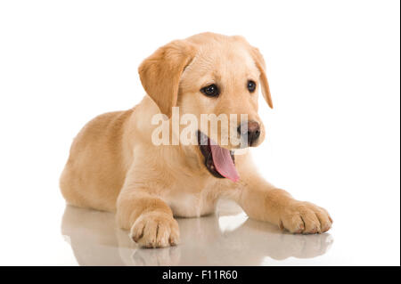 Labrador Retriever Welpen liegen während gähnende Studio Bild vor weißem Hintergrund Stockfoto