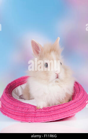 Zwerg Kaninchen, Löwenkopf Kaninchen weiß und braun Hase rosa Hut Stockfoto