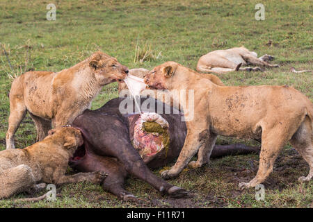 Löwinnen, Panthera Leo, raufen über Eingeweide von einem kürzlich getöteten Kaffernbüffel Syncerus Caffer, Okavango Delta, Nord-Botswana Stockfoto