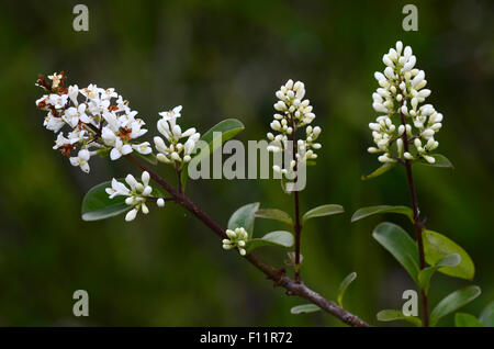 Wilde Liguster Blüte UK Stockfoto