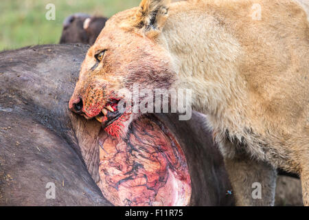 Löwin, Panthera Leo, Blut auf Gesicht, Schlemmen auf kürzlich getöteten Kaffernbüffel Syncerus Caffer, Okavango Delta, Nord-Botswana Stockfoto