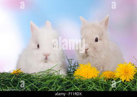 Zwerg Kaninchen, Löwenkopf Kaninchen zwei Individuen grass Löwenzahn Blumen Stockfoto