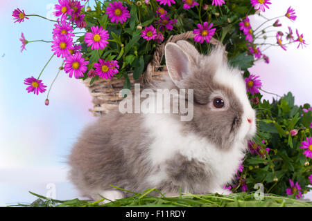 Zwerg Kaninchen, Löwenkopf Kaninchen grau-weißen Kaninchen vorne Wicker Korb lila Blumen Stockfoto