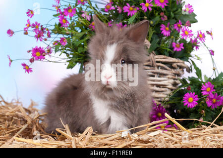 Zwerg Kaninchen, Löwenkopf Kaninchen grau-weißen Kaninchen vorne Wicker Korb lila Blumen Stockfoto