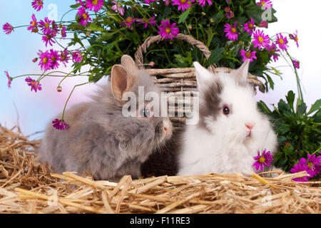 Zwerg Kaninchen, Löwenkopf Kaninchen zwei Kaninchen vorne Wicker Korb lila Blumen Stockfoto