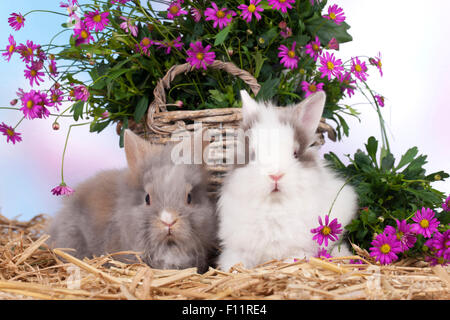 Zwerg Kaninchen, Löwenkopf Kaninchen zwei Kaninchen vorne Wicker Korb lila Blumen Stockfoto