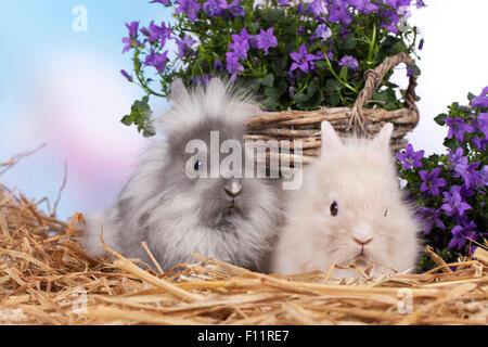 Zwerg Kaninchen, Kaninchen Löwenkopf Kaninchen zwei vorderen Weidenkorb blaue Blumen Stockfoto