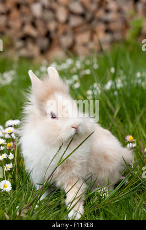 Zwerg Kaninchen, Löwenkopf Kaninchen Essen grass Stockfoto