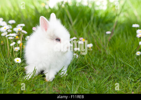 Zwerg Kaninchen, Löwenkopf Kaninchen weiß junge Rasen Gänseblümchen Stockfoto