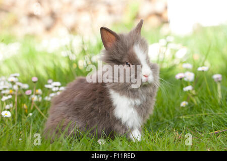 Zwerg Kaninchen, Löwenkopf Kaninchen junge Rasen Gänseblümchen Stockfoto