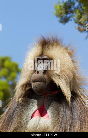 Gelada Pavian (Theropithecus Gelada) Porträt erwachsenen männlichen Simien Mountains, Äthiopien Stockfoto