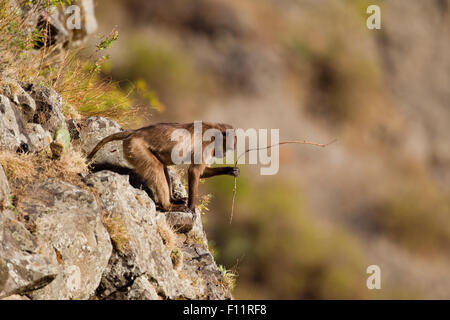 Gelada Pavian (Theropithecus Gelada) Blick in die Schlucht Simien Mountains, Äthiopien Stockfoto