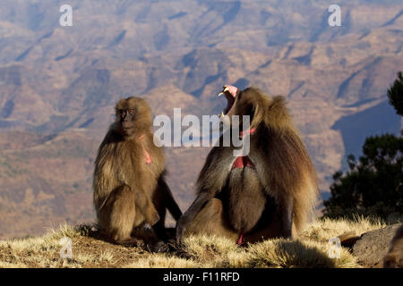 Gelada Pavian (Theropithecus Gelada) Paar sitzt neben Schlucht das Männchen ist Gähnen Simien Mountains, Äthiopien Stockfoto