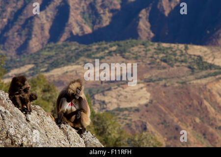 Gelada Pavian (Theropithecus Gelada) paar sitzen Klippe Simien Mountains, Äthiopien Stockfoto