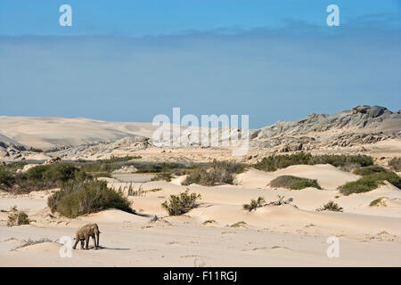 Afrikanischer Elefant, Wüste Elefant (Loxodonta africana Africana) Erwachsene zu Fuß die Wüste Namib-Skeleton Coast National Park, Namibia Stockfoto