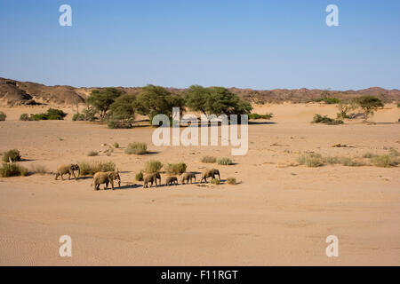 Afrikanischer Elefant, Wüste Elefant (Loxodonta Africana Africana) Familie gehen die Wüste Namib-Skeleton Coast National Park, Na Stockfoto