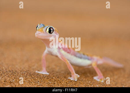 Footed Gecko (Palmatogecko Rangei) Sand Namib Wüste Namib-Naukluft-Nationalpark, Namibia Stockfoto