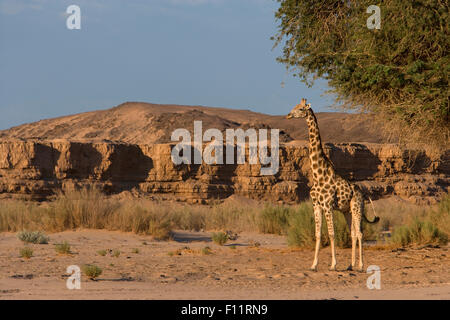 Angolanische Giraffe, namibische Giraffe (Giraffa Plancius Angolensis) Erwachsenen stehen die Wüste Namib-Skeleton Coast National Pa Stockfoto