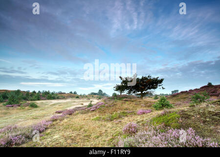 Eiche und blühende Heide auf Dünen im Sommer Stockfoto