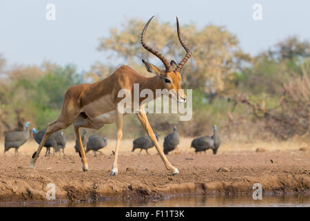 Impala (Aepyceros Melampus) männlich Red-billed Oxpecker (Buphagus Erythrorhynchus) seinen Kopf, behelmter zum Hintergrund Botswan Stockfoto