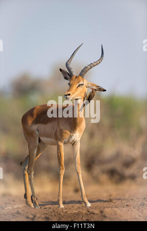 Impala (Aepyceros Melampus) rot-billed Oxpecker (Buphagus Erythrorhynchus) Reinigung Ohr männlich Stockfoto