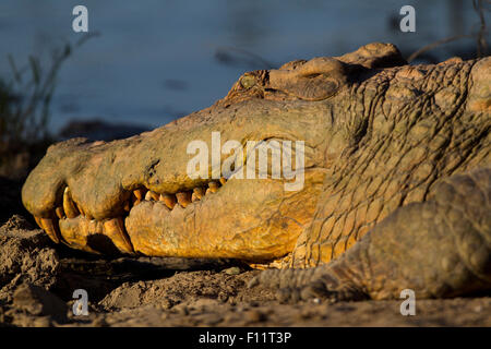 Nil-Krokodil (Crocodylus Niloticus) ruhen in den Gewässern Rand Sabi Sands, Südafrika Stockfoto