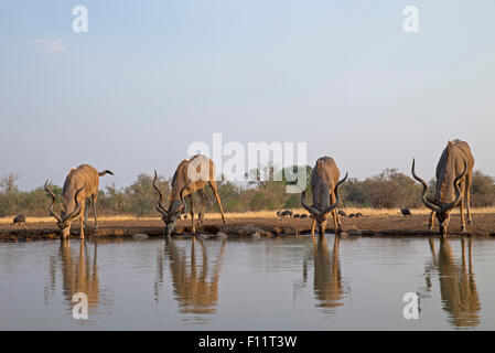 Größere Kudu (Tragelaphus Strepsiceros) vier Männer trinken am Wasserloch Botswana Stockfoto