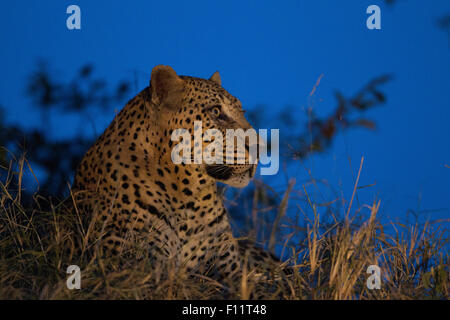 Afrikanischer Leopard (Panthera Pardus) Erwachsenen liegen in der Nacht Sabi Sand, Südafrika Stockfoto
