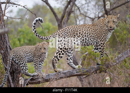 Afrikanischer Leopard (Panthera Pardus) Mutter und junge stehend Zweig Sabi Sand, Südafrika Stockfoto