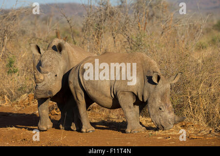 Breitmaulnashorn, Square-lippige Rhinoceros (Ceratotherium Simum) zwei stehende Savannah Madikwe, Südafrika Stockfoto