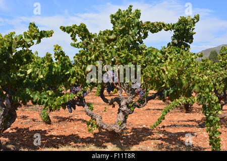 Weinberg-Ansicht, mit Trauben von Grpes Reifen in den Weinbergen im späten August, Jalon Tal, Provinz Alicante, Spanien Stockfoto