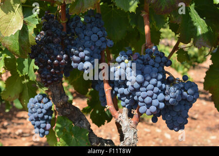 Trauben der Trauben am Weinstock, bereit für die Ernte. Stockfoto