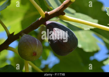 Feigen am Baum. Stockfoto