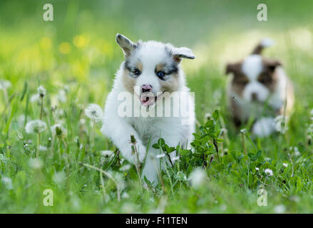 Australian Shepherd. Zwei Welpen laufen auf einer Wiese Stockfoto