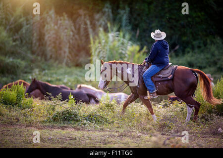 American Paint Horse Cowboy fahren Pferde Italien Stockfoto