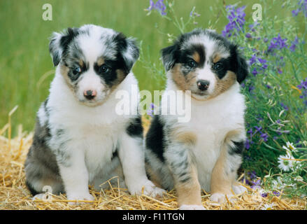 Australian Shepherd zwei Welpen sitzen Stroh neben Blumen Stockfoto