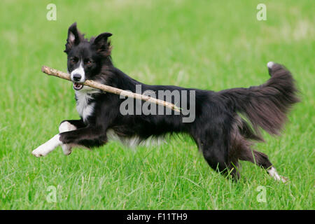 Border Collie Erwachsenen laufen Grass während des Tragens Stick Maul Stockfoto